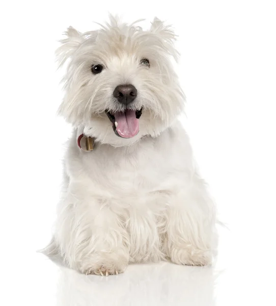 West Highland White Terrier (6 anos ) — Fotografia de Stock