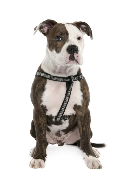American Bulldog puppy (4 months old) — Stock Photo, Image