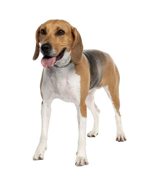 Pies rasy mieszane z beagle (5 lat) — Zdjęcie stockowe