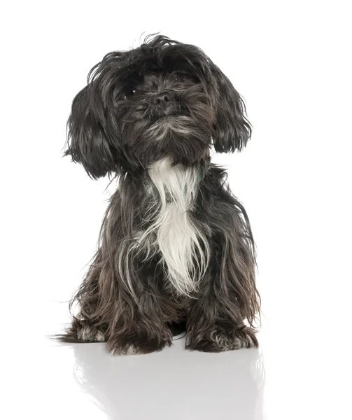 Mixed-Breed Dog between a yorkshire and a Lhasa Apso (2 years ol — Stock Photo, Image