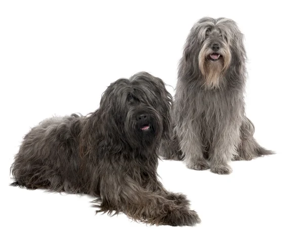 Catalan Sheepdog (6 and 3 years old) — Stock Photo, Image