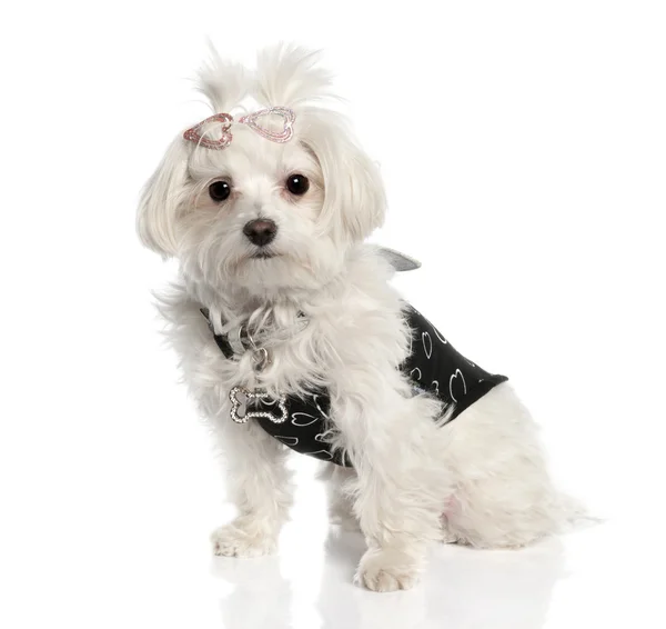 Maltese dog (2 years old) — Stock Photo, Image