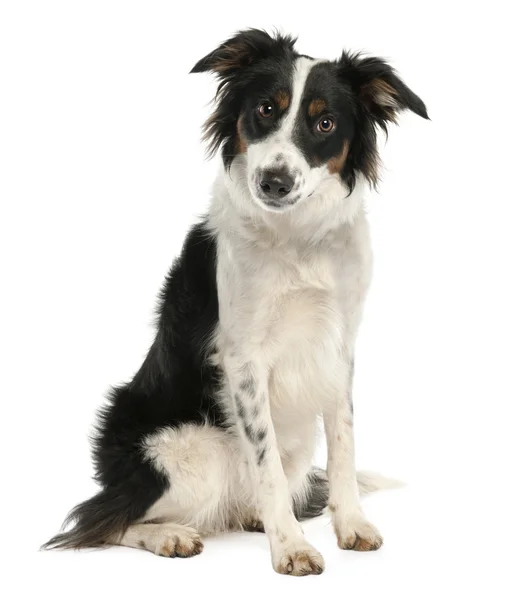 Border Collie (9 months old) — Stock Photo, Image