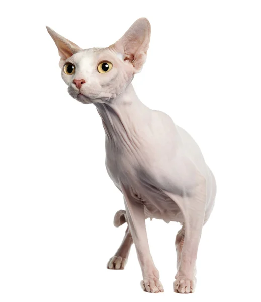 Sphynx (4 years old) — Stock Photo, Image