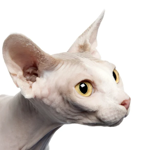 Seitenansicht der Sphynx-Katze, 4 Jahre alt, vor weißem Hintergrund, Studioaufnahme — Stockfoto