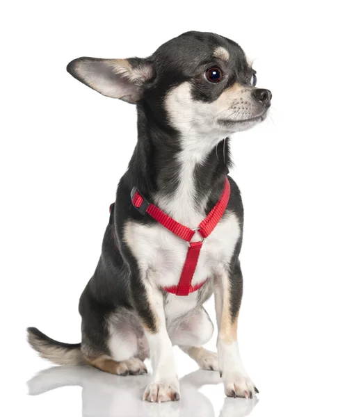 Chihuahua (9 maanden oud) — Stockfoto