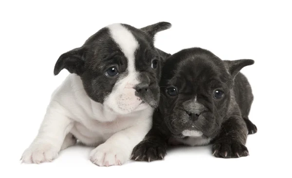 Cucciolo Bulldog francese (8 settimane ) — Foto Stock