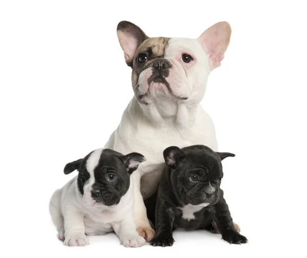Mãe Bulldog francês e seus filhotes (1 ano de idade e 8 semanas ol — Fotografia de Stock