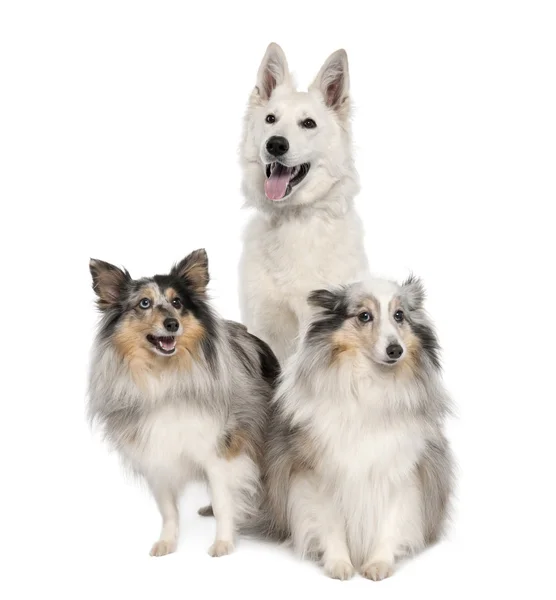 Group of a White Shepherd Dog and two shelties — Stock Photo, Image