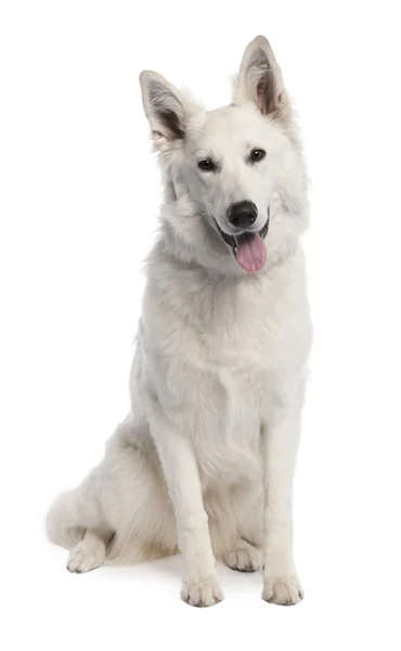 White Shepherd Dog (7 лет) ) — стоковое фото