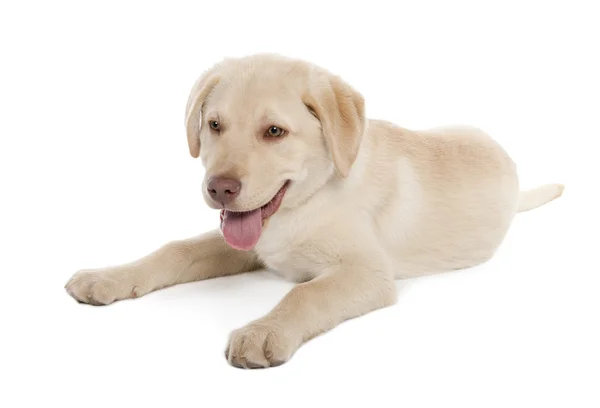 Labrador štěně (4 měsíce) — Stock fotografie