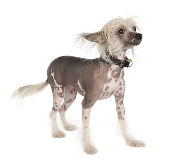 Chinês Cão Crested - Hairless — Fotografia de Stock