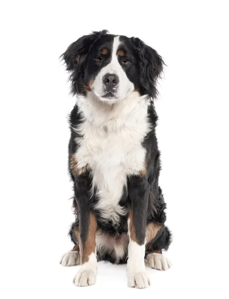 Retrato de Bernese cão de montanha sentado na frente de fundo branco, tiro estúdio — Fotografia de Stock