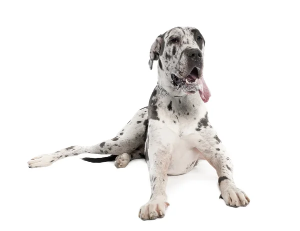 Harlequin Great Dane (18 months old) — Stock Photo, Image