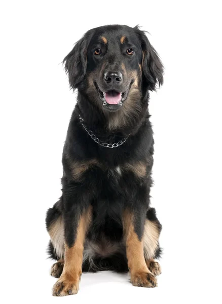Hovawart Hund (7 Monate)) — Stockfoto