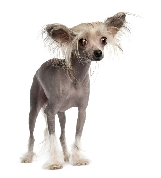 Chinese Crested Dog - Hairless (3 years old) — Stock Photo, Image
