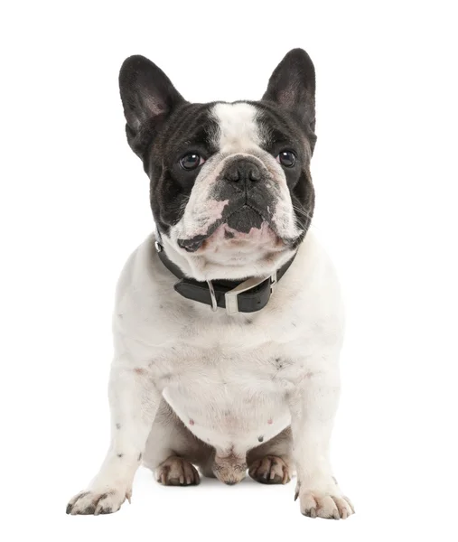 Francia Bulldog (2 éves korig) — Stock Fotó