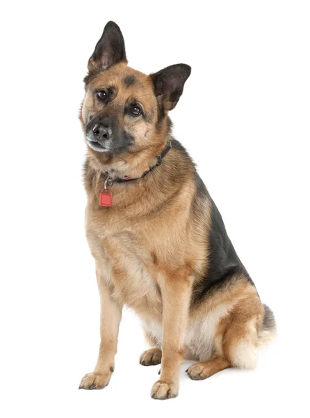 German shepherd (5 years old) alsatian, police dog — Stock Photo, Image