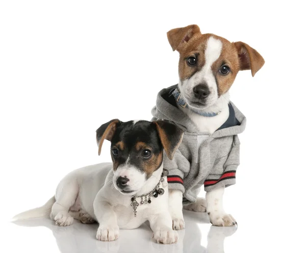 Dois cachorrinho Jack Russell (3 meses de idade ) — Fotografia de Stock