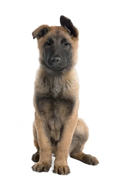 stock image Puppy Belgian Tervuren (3 months)