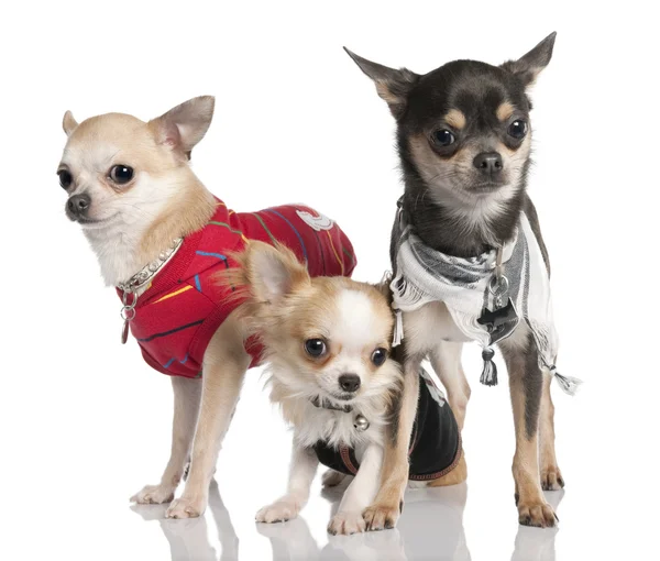Skupina tří Chihuahua — Stock fotografie