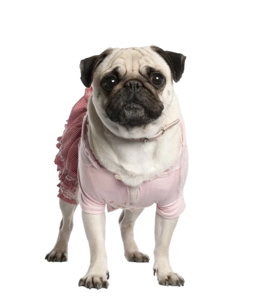 Portrait of dressed up pug, 4 years old — Stock Photo, Image