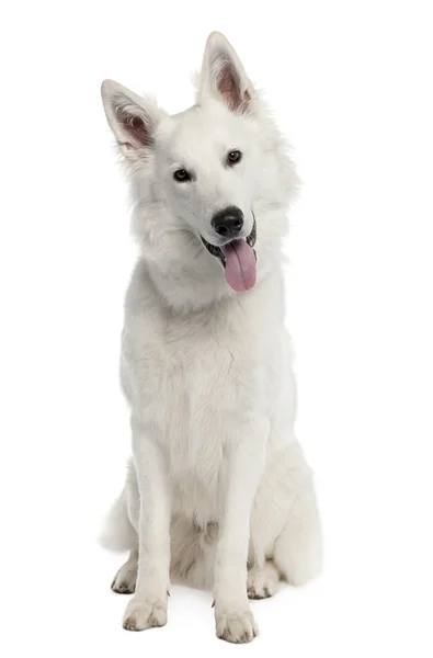 Perro pastor blanco (9 meses) ) — Foto de Stock