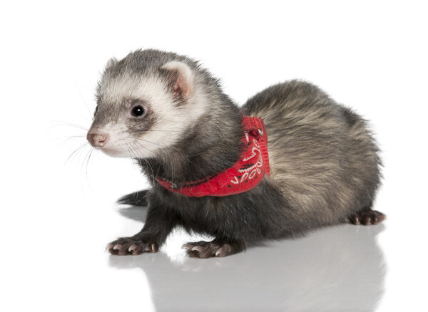 Young ferret wearing a red scarf - Mustela putorius furo