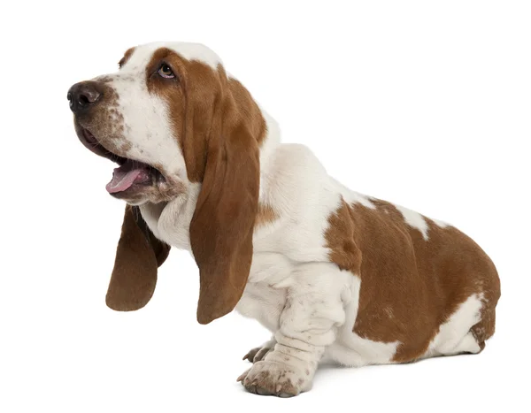 Basset hound, siedząc na białym tle — Zdjęcie stockowe