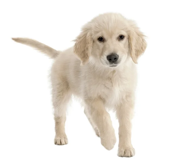 Zlatý retrívr štěně (4 mmonths staré) — Stock fotografie