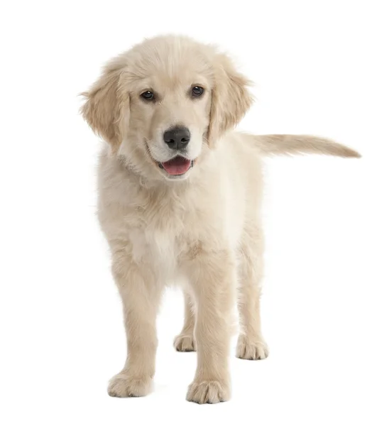 Köpek yavrusu Labrador (4 aylık) — Stok fotoğraf