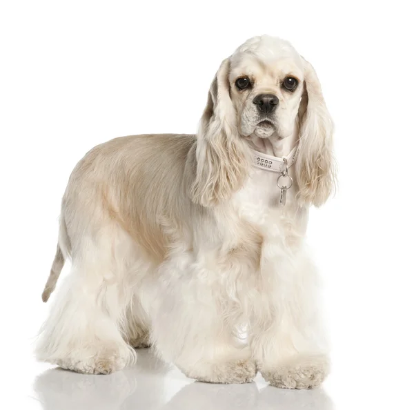 stock image Amerivan Cocker Spaniel (1 year old)