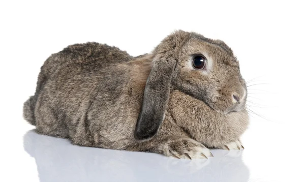 Lop kanin (4years gamla) — Stockfoto