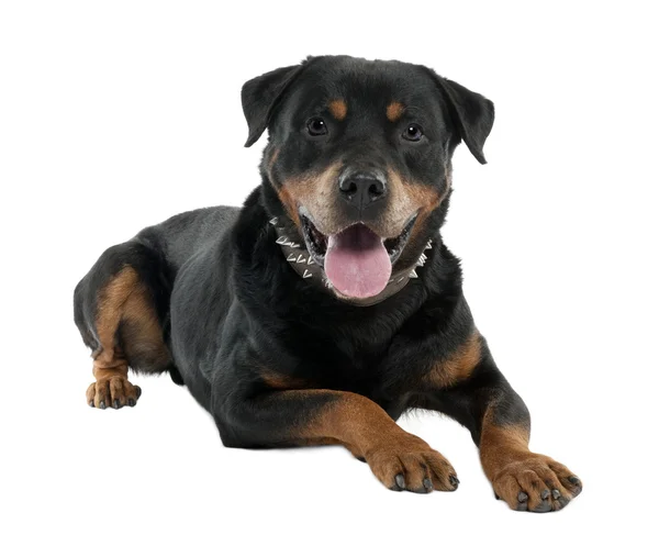 Rottweiler (12 months) — Stock Photo, Image