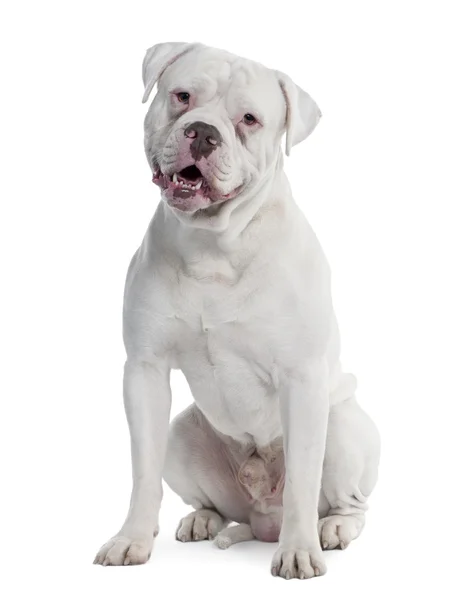 Old English Bulldog (2 anos ) — Fotografia de Stock