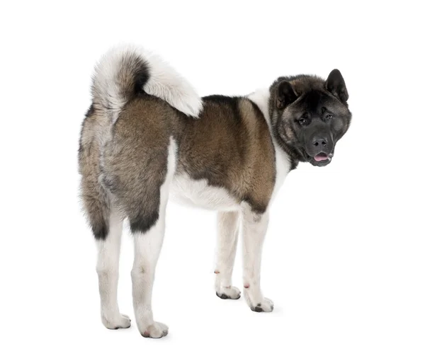 Portret van husky hond, permanent tegen witte achtergrond, studio opname — Stockfoto