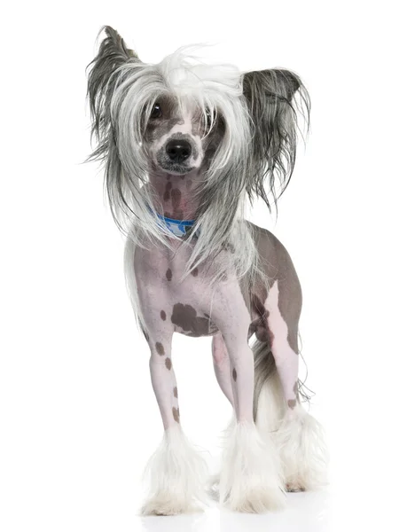 Chinese Crested Dog - Hairless (16 months) — Stock Photo, Image