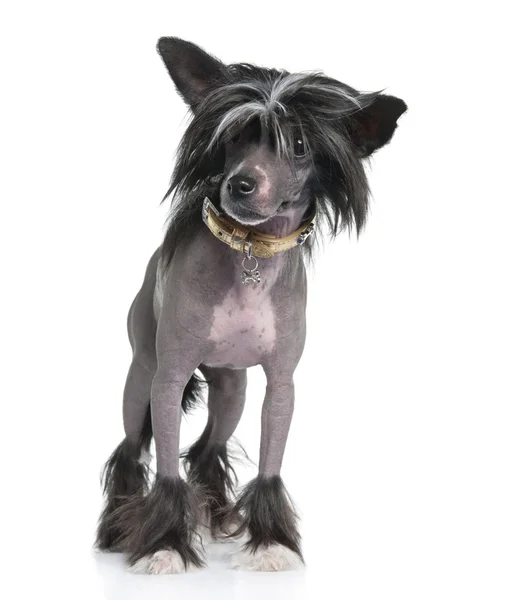 Chinês Cão Crested - Hairless (16 meses ) — Fotografia de Stock