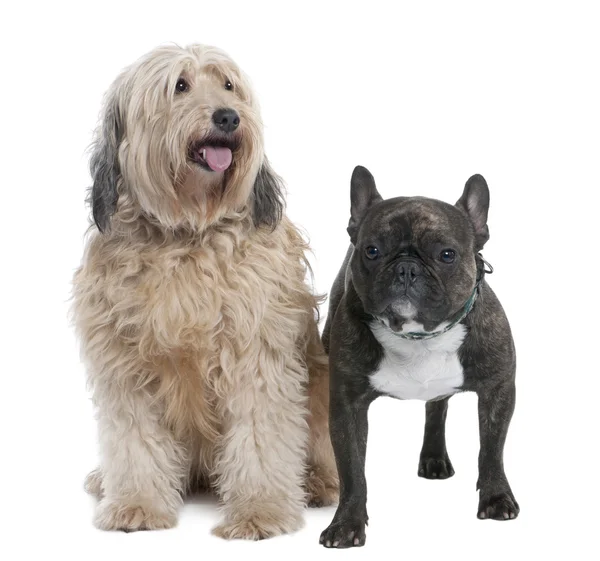 Пара змішана порода собак і французький бульдог (7 до 2 років — стокове фото