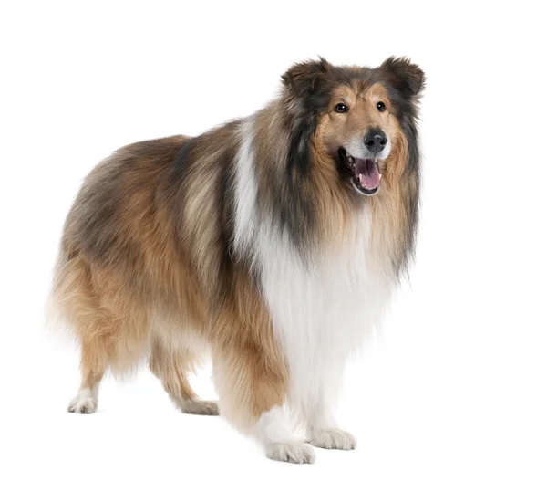 Collie (4 years old) — Stock Photo, Image