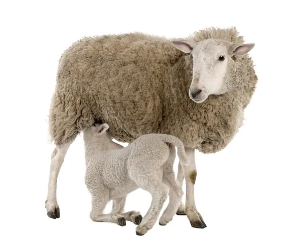 Cordeiro amamentando sua mãe (uma ovelha ) — Fotografia de Stock
