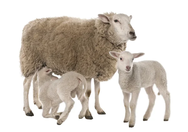 A Ewe with her two lambs, one is suckling — Stock Photo, Image