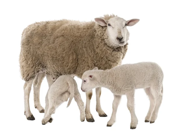 Овца с двумя ягнятами, одна кормит грудью — стоковое фото