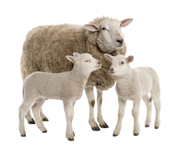 Una pecora con i suoi due agnelli — Foto Stock