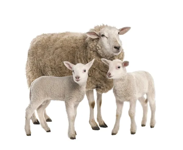 Una oveja con sus dos corderos — Foto de Stock