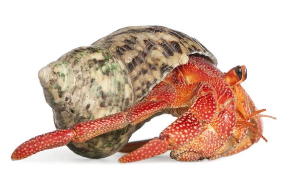 Stock image Hermit crab - Coenobita perlatus