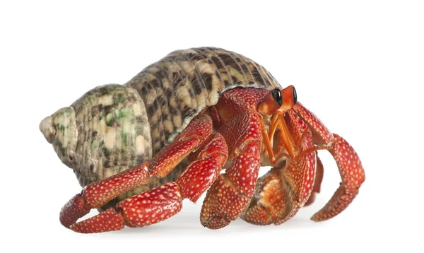 stock image Hermit crab - Coenobita perlatus