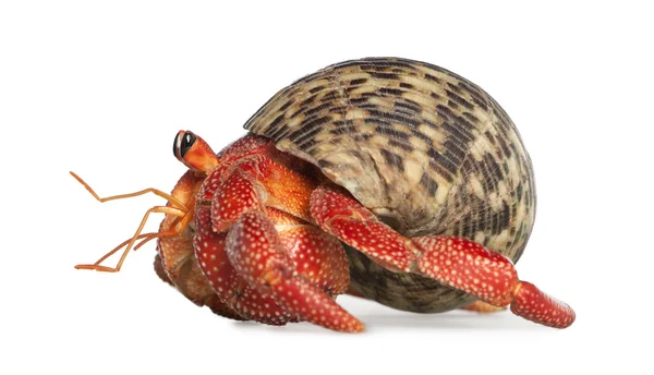 stock image Hermit crab - Coenobita perlatus