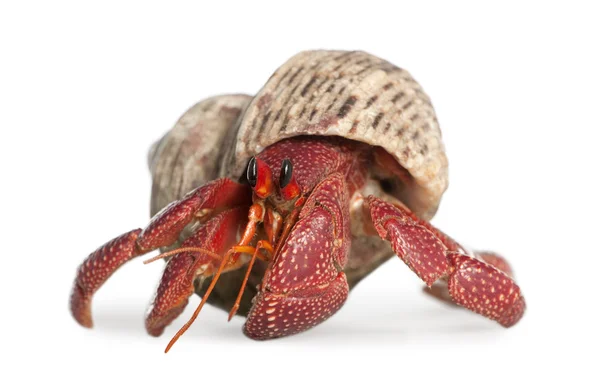 Eremit krabbe - Coenobita perlatus - Stock-foto