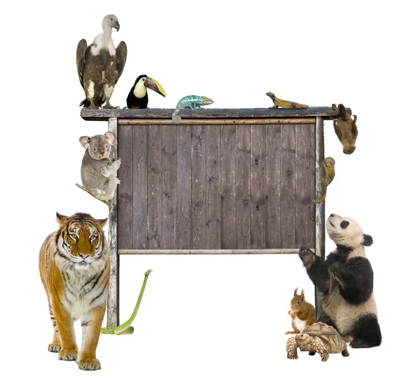Grupo de animais selvagens em torno de um sinal de madeira em branco — Fotografia de Stock